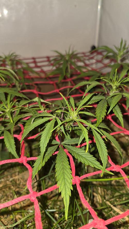 Neville's Haze. Week 9 - NH 2 Day 57