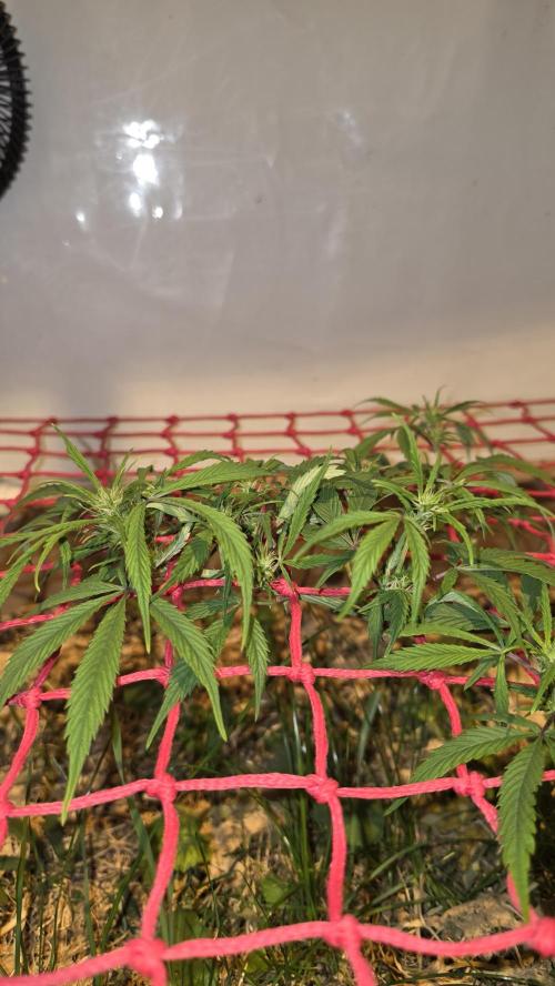 Neville's Haze. Week 9 - NH 2 Day 57