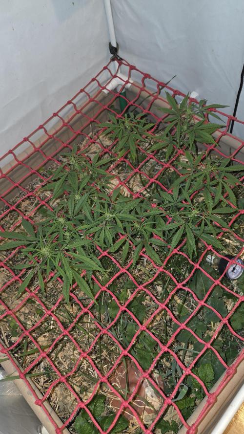 Neville's Haze. Week 9 - NH 2 Day 59