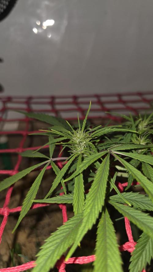Neville's Haze. Week 9 - NH 2 Day 59
