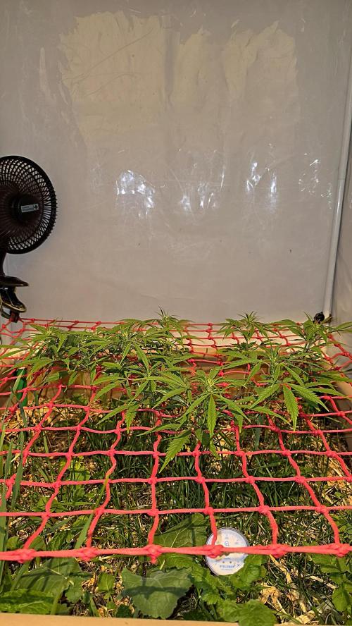 Neville's Haze. Week 9 - NH 2 Day 61
