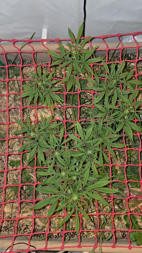 Neville's Haze. Week 9 - NH 2 Day 61