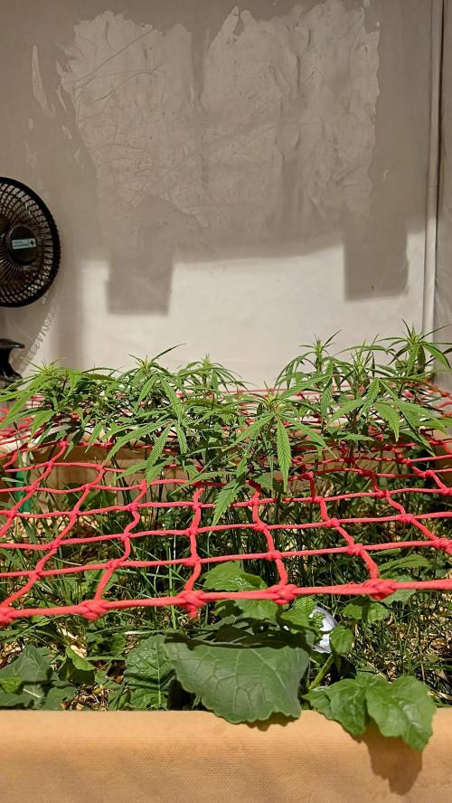 Neville's Haze. Week 10 - NH 2 Day 65