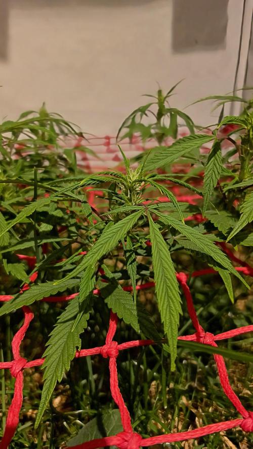 Neville's Haze. Week 10 - NH 2 Day 65