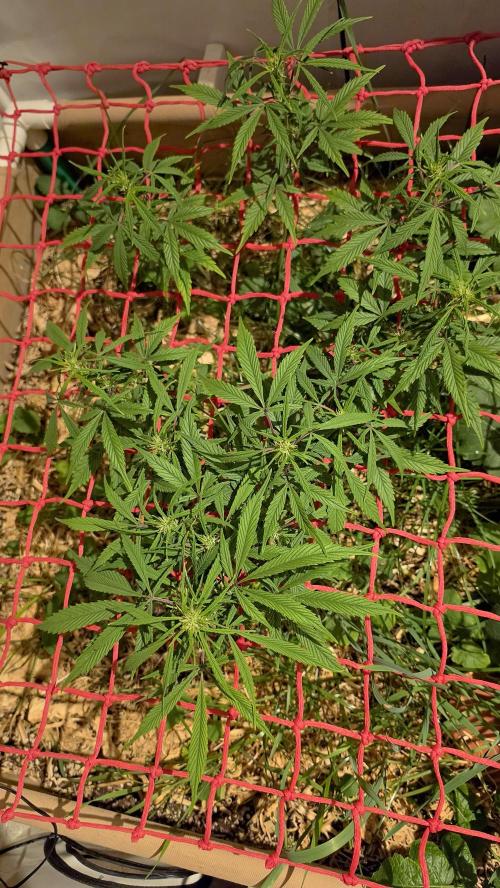 Neville's Haze. Week 10 - NH 2 Day 65