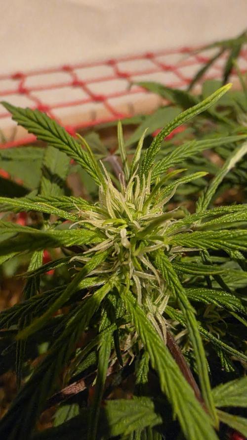 Neville's Haze. Week 10 - NH 2 Day 65