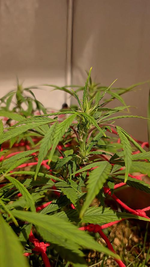 Neville's Haze. Week 10 - NH 2 Day 67