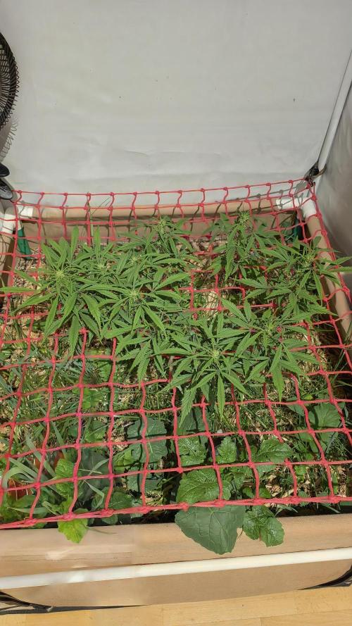 Nevilles Haze. Week 10