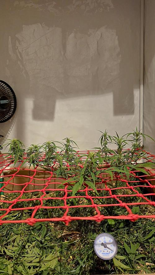 Neville's Haze. Week 10 - NH 2 Day 69