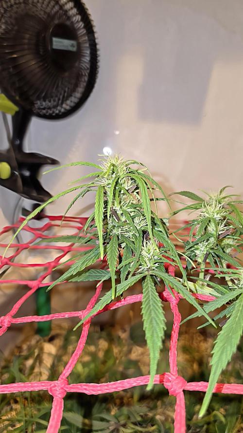 Neville's Haze. Week 10 - NH 2 Day 69