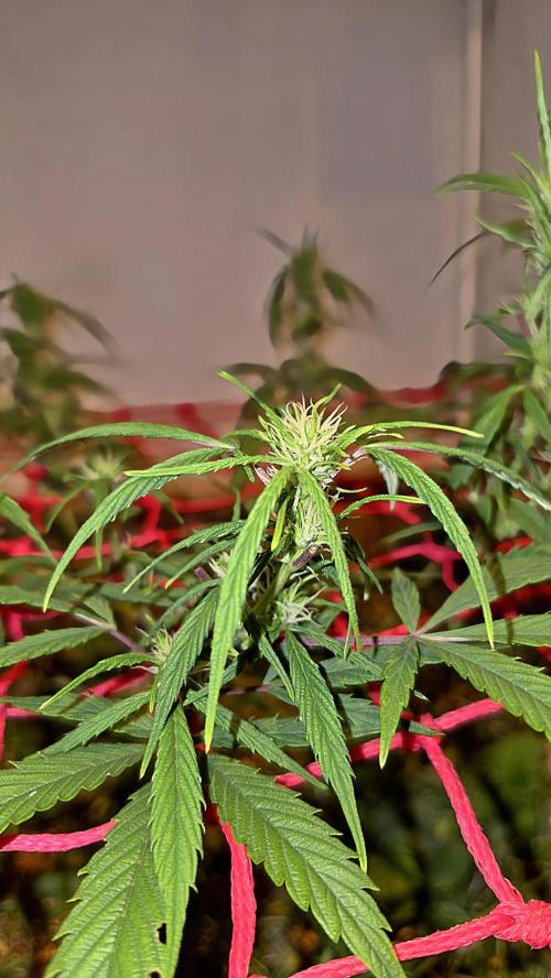Neville's Haze. Week 10 - NH 2 Day 69