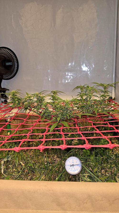 Neville's Haze. Week 11 - NH 2 Day 72
