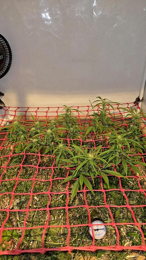 Neville's Haze. Week 11 - NH 2 Day 72