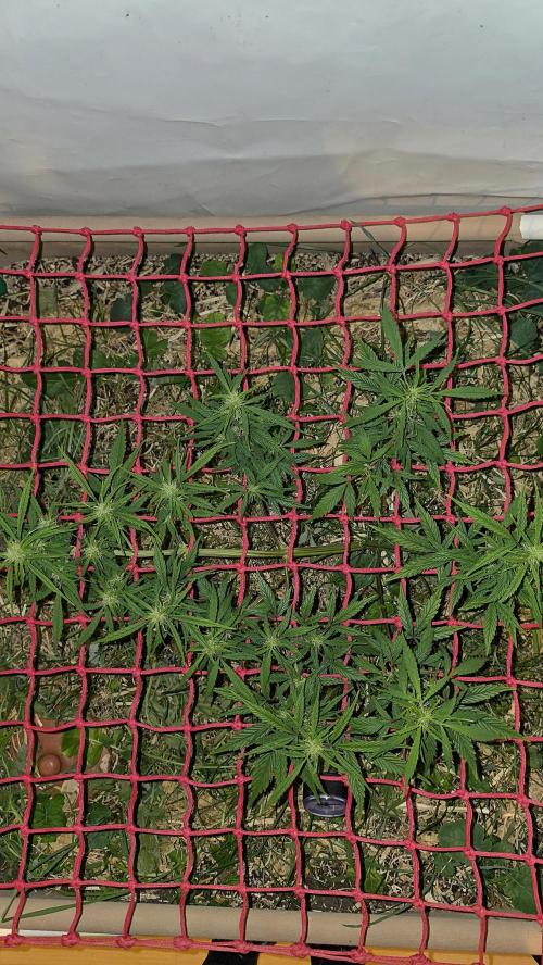 Neville's Haze. Week 11 - NH 2 Day 72