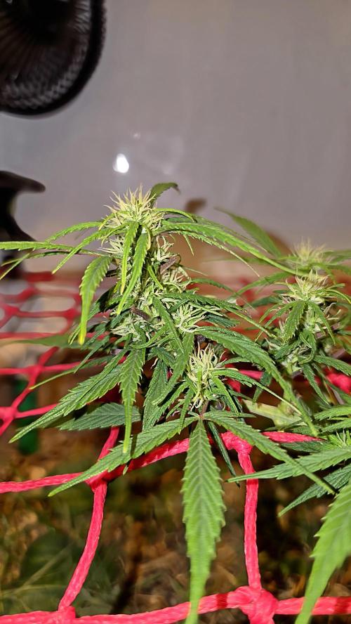 Neville's Haze. Week 11 - NH 2 Day 72