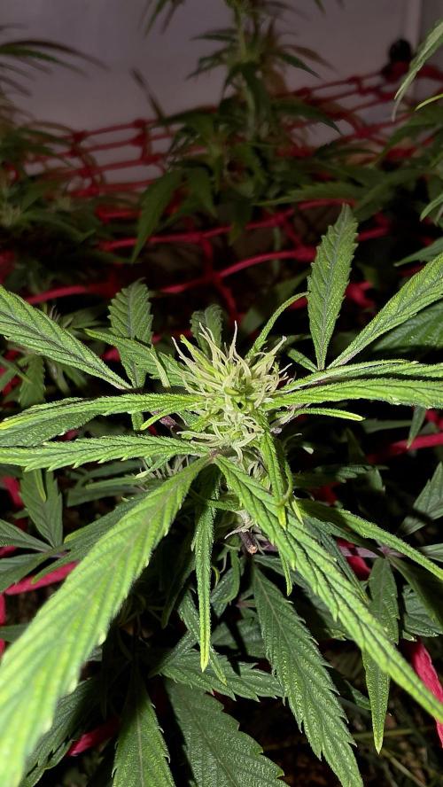Nevilles Haze. Week 11