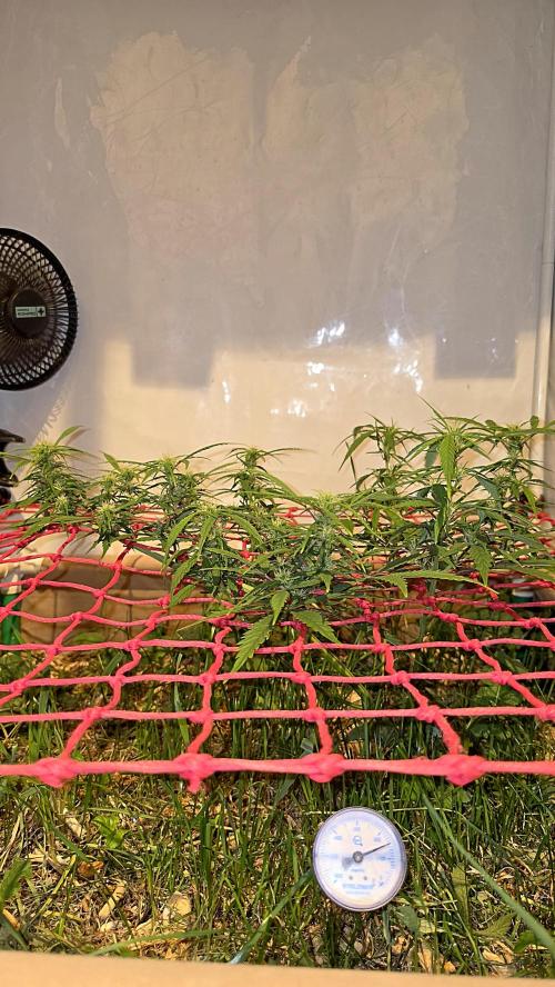 Neville's Haze. Week 11 - NH 2 Day 74