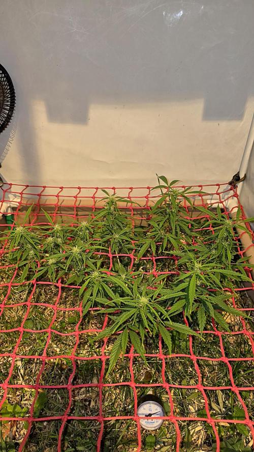 Neville's Haze. Week 11 - NH 2 Day 74