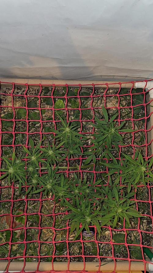 Nevilles Haze. Week 11