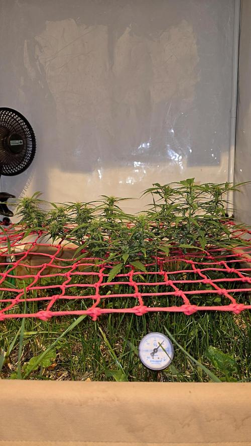 Neville's Haze. Week 11 - NH 2 Day 76