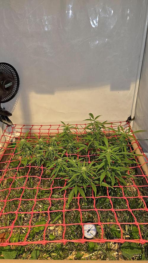 Neville's Haze. Week 11 - NH 2 Day 76