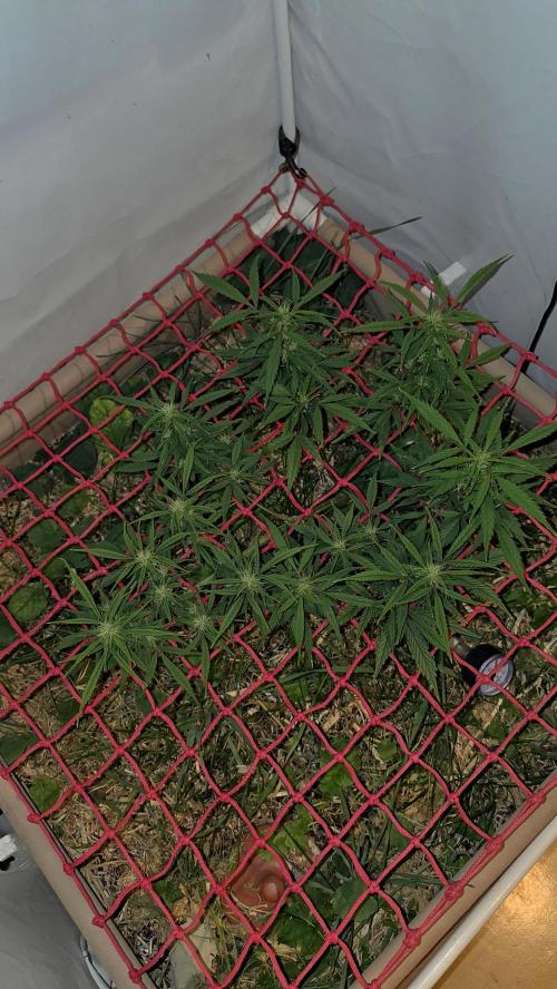 Nevilles Haze. Week 11