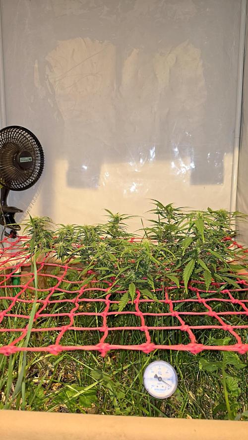 Neville's Haze. Week 12 - NH 2 Day 79