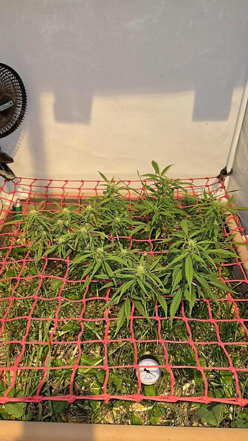 Neville's Haze. Week 12 - NH 2 Day 79