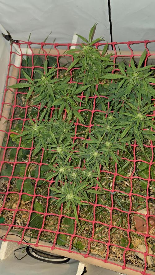 Neville's Haze. Week 12 - NH 2 Day 79