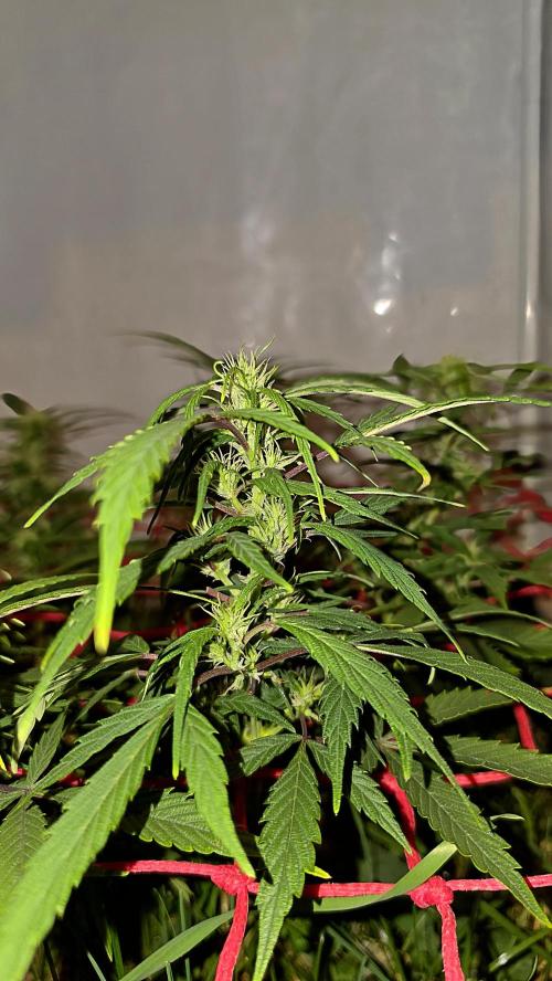 Nevilles Haze. Week 12
