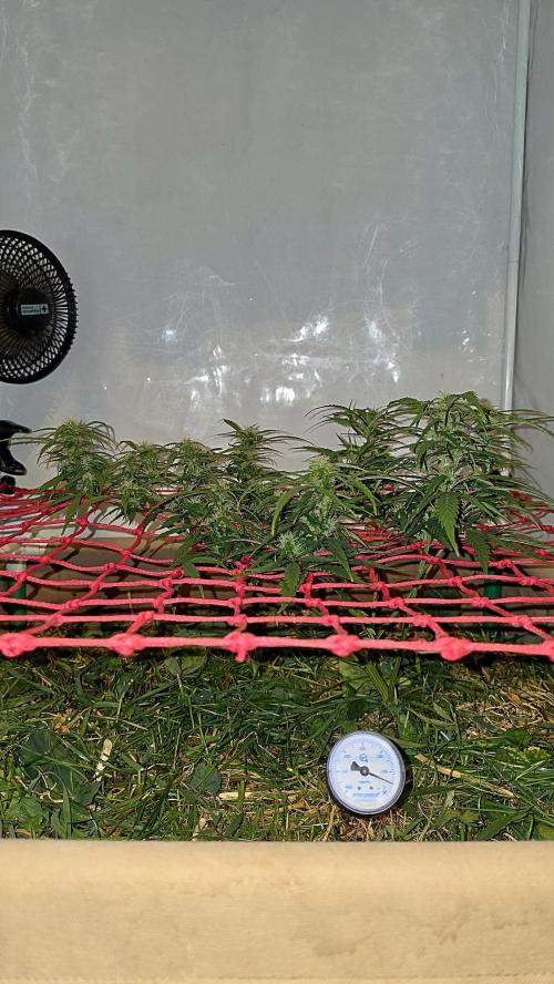 Neville's Haze. Week 12 - NH 2 Day 81