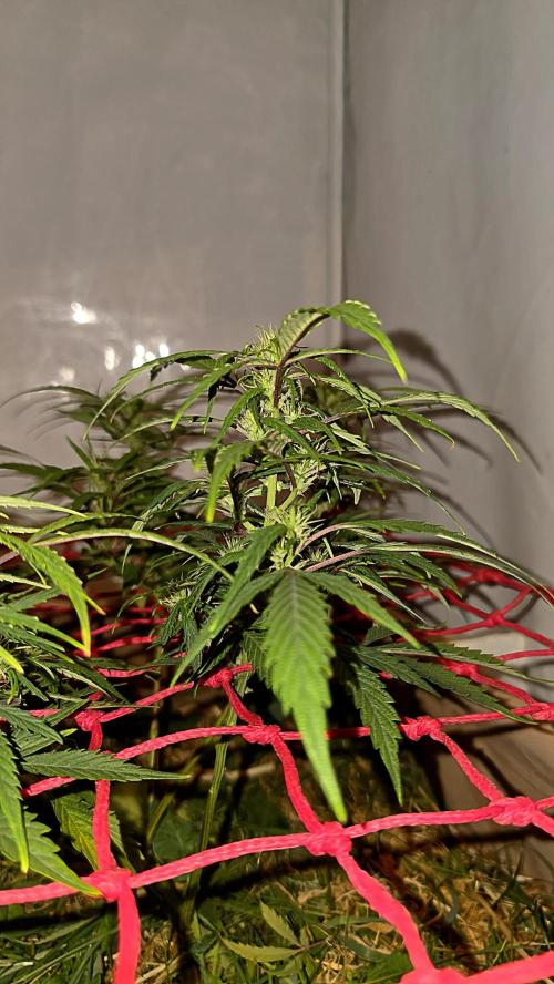 Neville's Haze. Week 12 - NH 2 Day 81