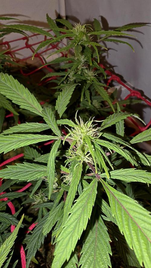 Neville's Haze. Week 12 - NH 2 Day 81