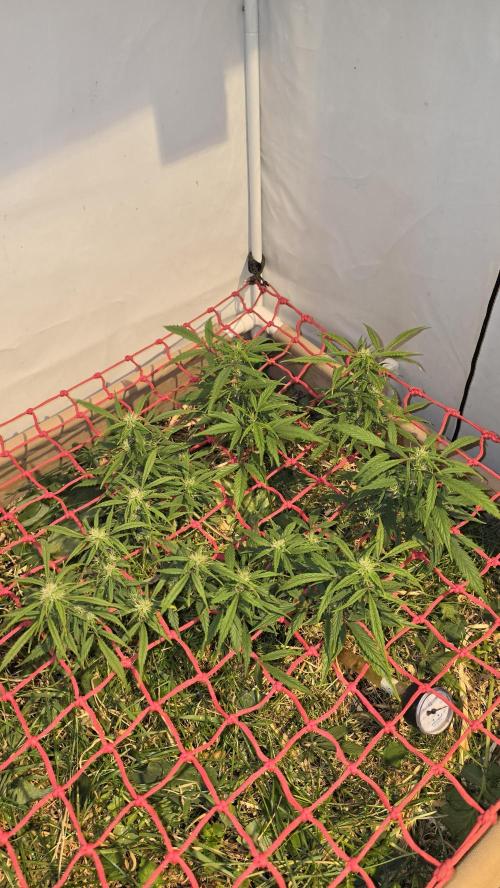 Nevilles Haze. Week 12