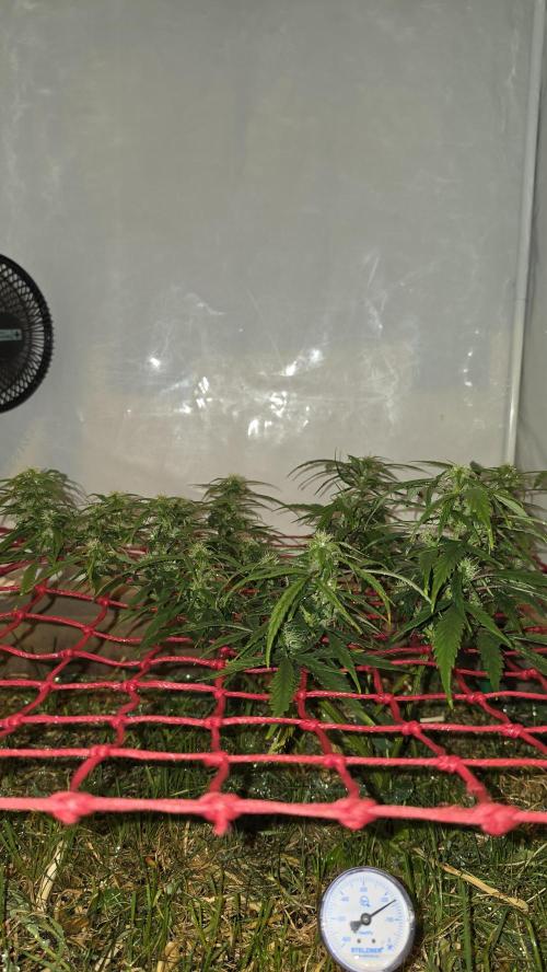 Neville's Haze. Week 12 - NH 2 Day 83