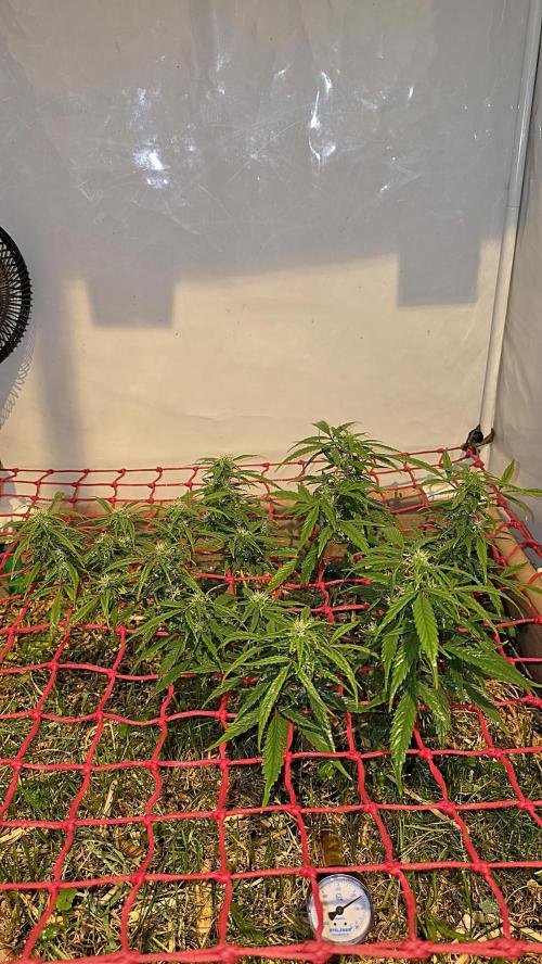 Neville's Haze. Week 12 - NH 2 Day 83