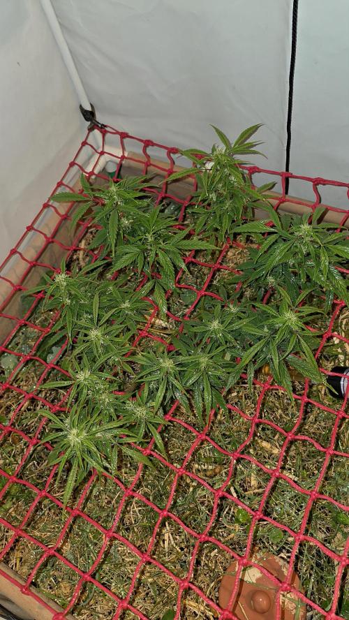Nevilles Haze. Week 12