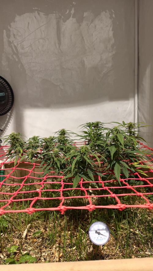Neville's Haze. Week 13 - NH 2 Day 86