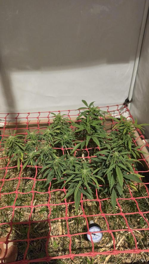 Neville's Haze. Week 13 - NH 2 Day 86