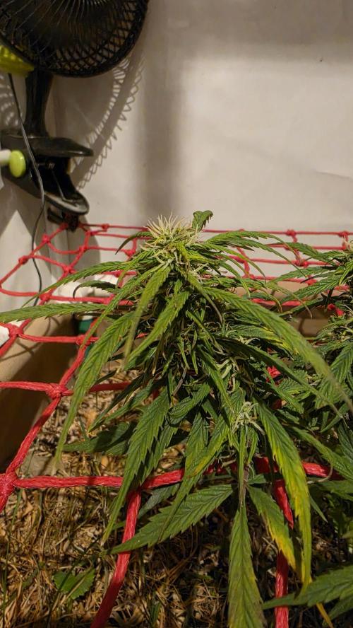 Neville's Haze. Week 13 - NH 2 Day 86
