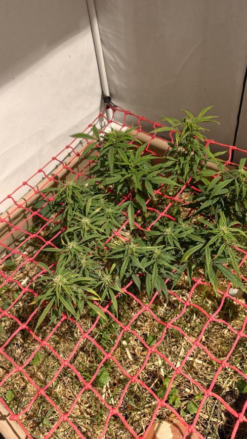 Neville's Haze. Week 13 - NH 2 Day 86