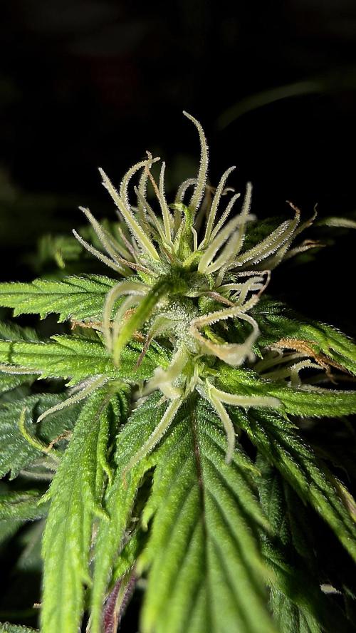 Neville's Haze. Week 13 - NH 2 Day 86