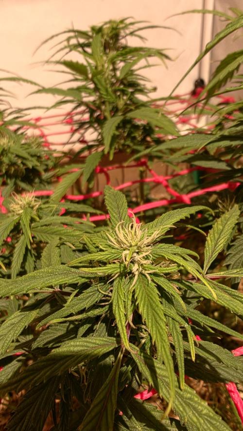 Nevilles Haze. Week 13