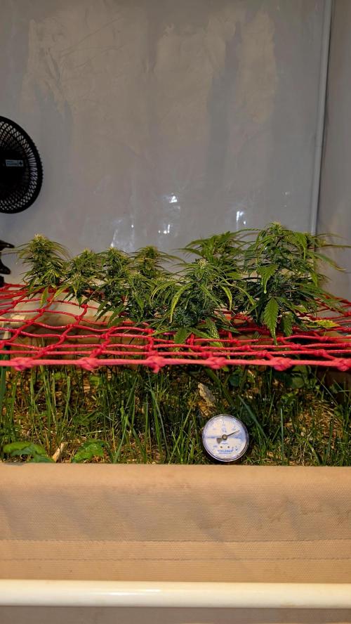 Neville's Haze. Week 13 - NH 2 Day 88