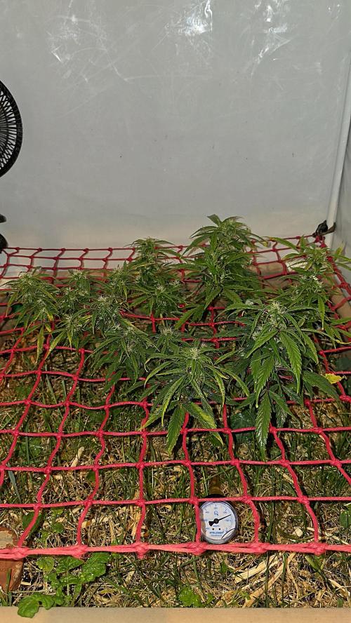 Neville's Haze. Week 13 - NH 2 Day 88