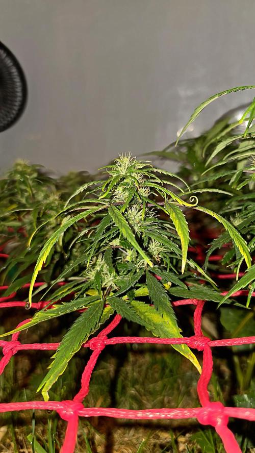 Neville's Haze. Week 13 - NH 2 Day 88