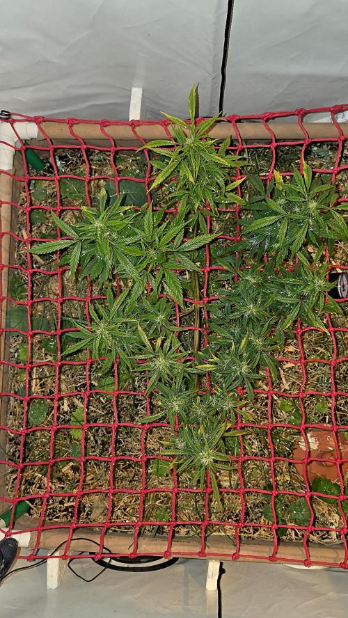 Nevilles Haze. Week 13
