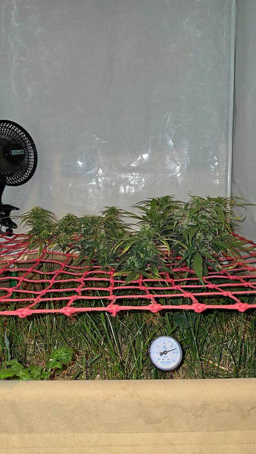 Neville's Haze. Week 13 - NH 2 Day 90