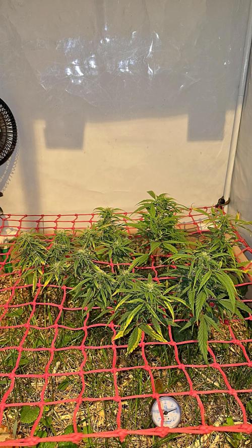 Neville's Haze. Week 13 - NH 2 Day 90