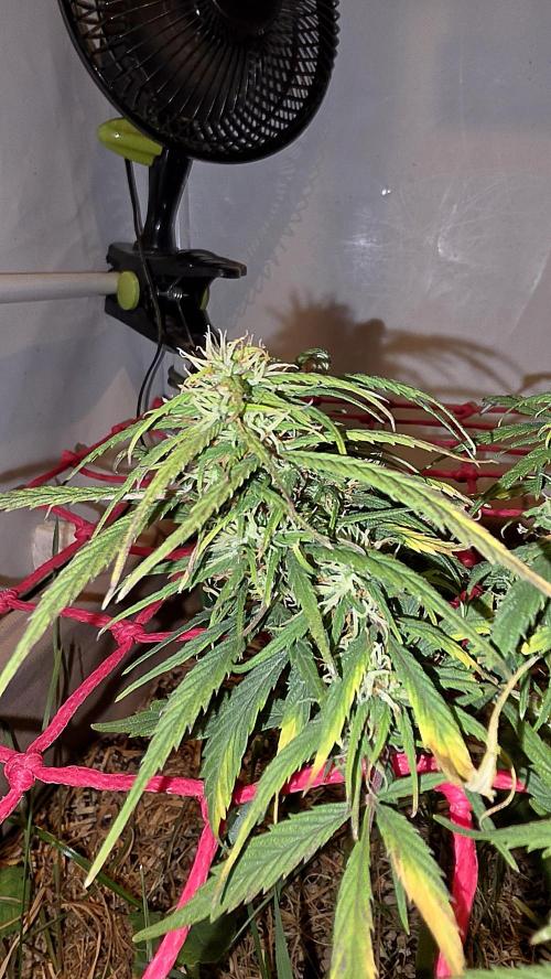 Neville's Haze. Week 13 - NH 2 Day 90